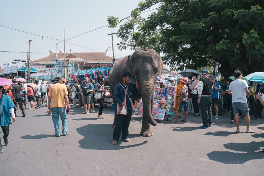 ヤソートーンのロケット祭りを盛り上げる象